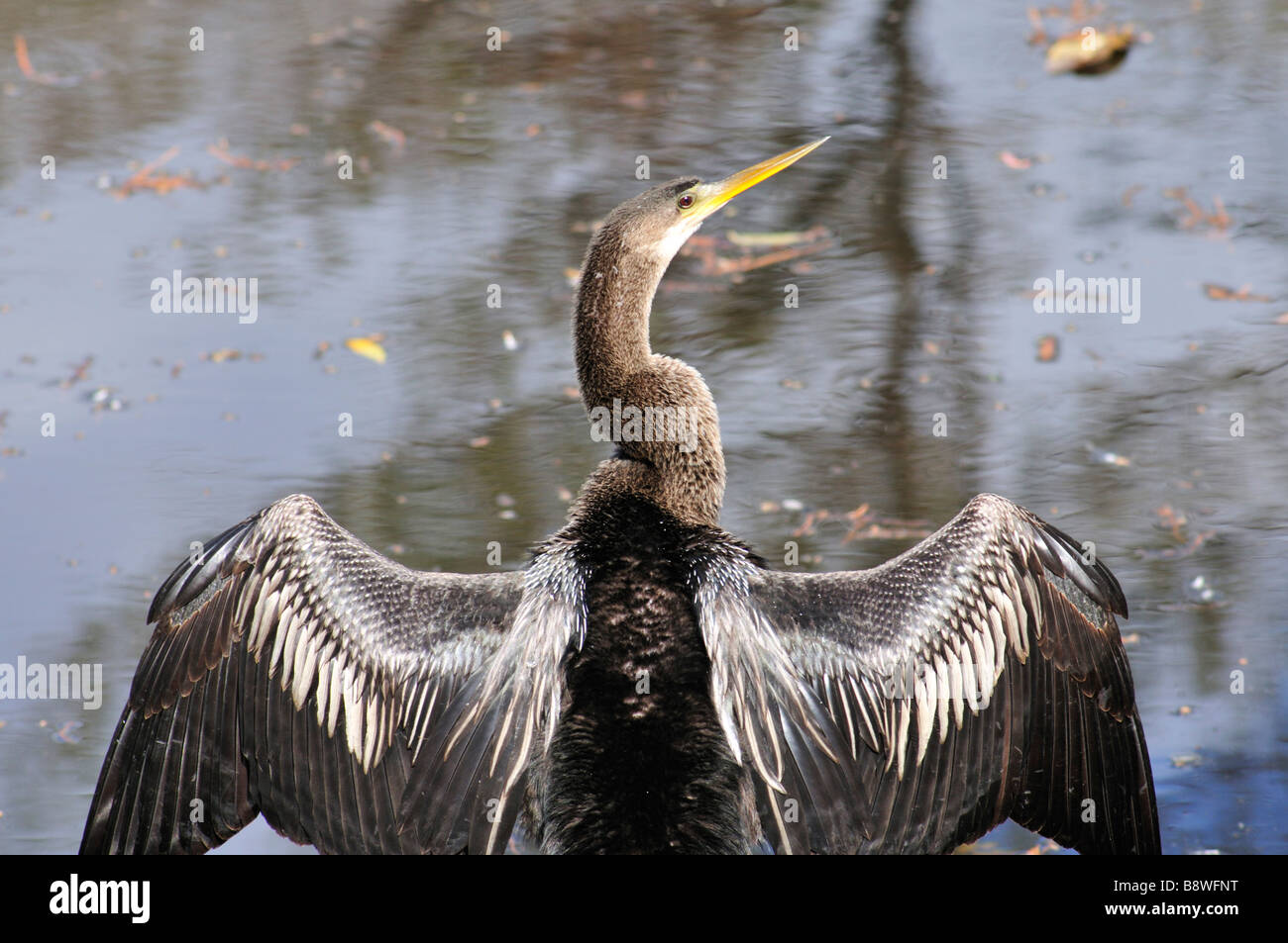 Anhinga diffondere le sue ali ad asciugare Foto Stock