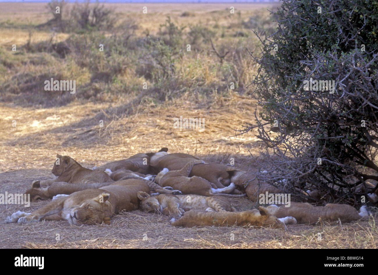 Lion pride riposa all'ombra di una bussola Masai Mara riserva nazionale del Kenya Africa orientale Foto Stock