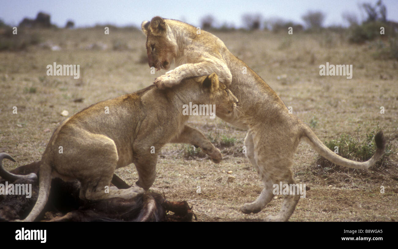 Due lion cubs giocare combattimenti sulla sommità di una carcassa di buffalo Masai Mara riserva nazionale del Kenya Africa orientale Foto Stock Due lion cubs giocare combattimenti sulla sommità di una carcassa di buffalo Masai Mara riserva nazionale del Kenya Africa orientale Foto Stock