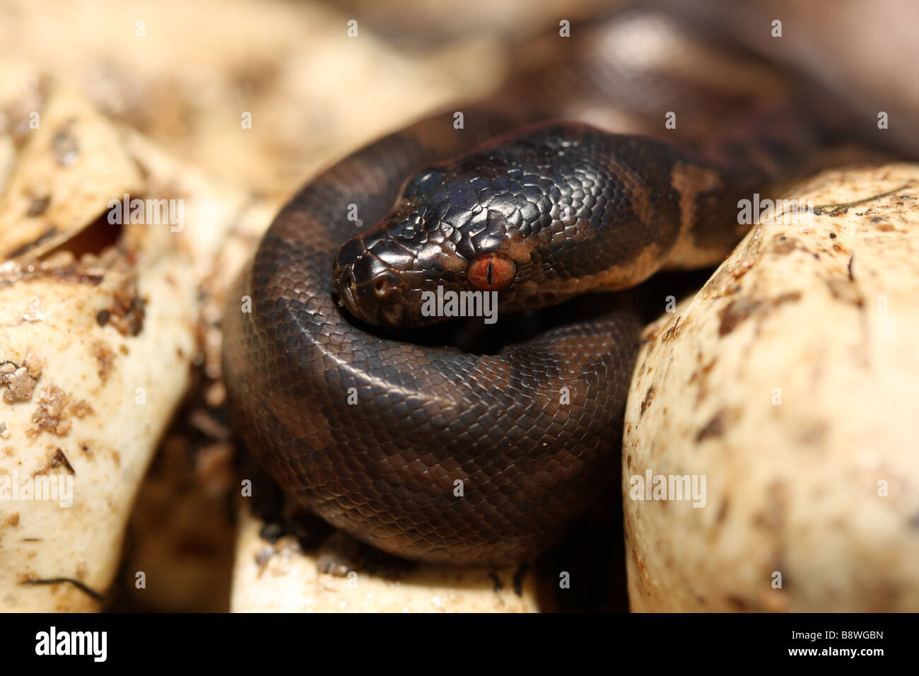 Un tappeto hatchling Python (Morelia spilota mcdowlii) Foto Stock