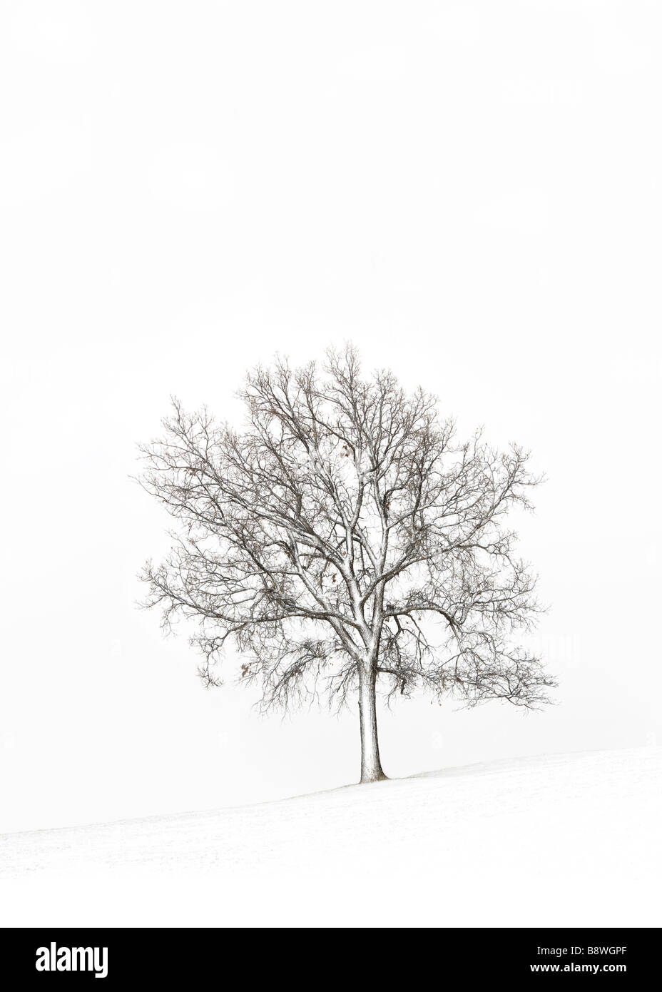 Un lone tree sorge in solitudine durante un inverno nevoso giorno. Foto Stock