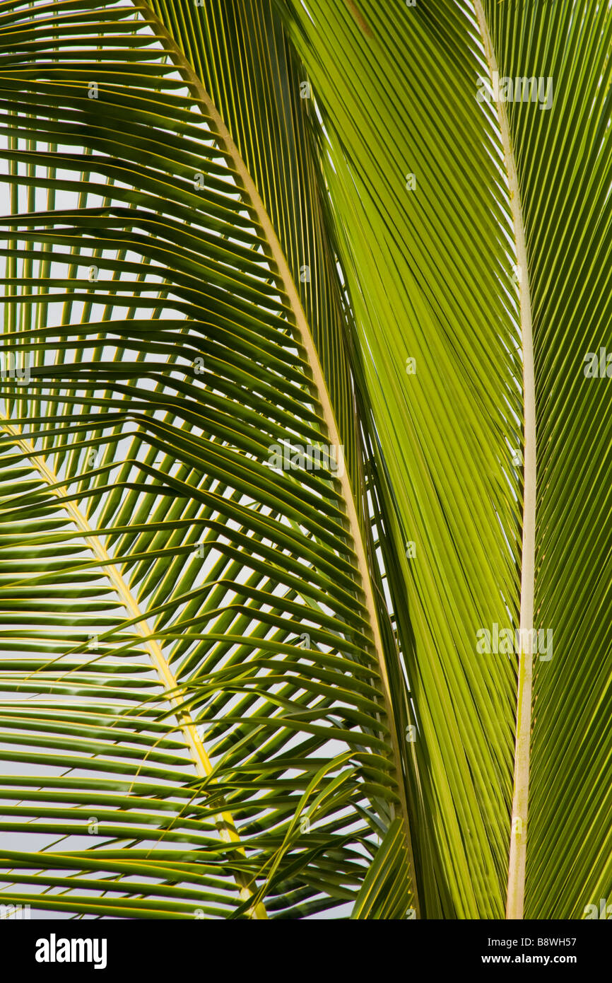 Le fronde di un albero di cocco Foto Stock