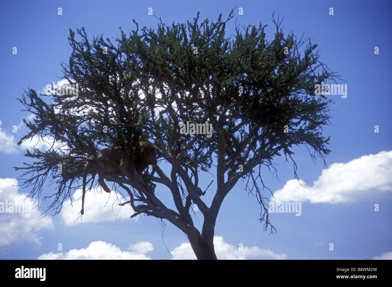 Alert maschio maturo lion nascosti nelle filiali e la tettoia di un albero balanites Masai Mara riserva nazionale del Kenya Africa orientale Foto Stock