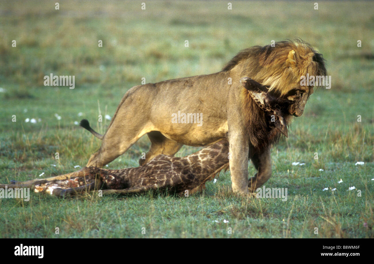 Maschio maturo lion trascinando il appena ucciso la carcassa di un giovane Masai Giraffe Masai Mara riserva nazionale del Kenya Africa orientale Foto Stock