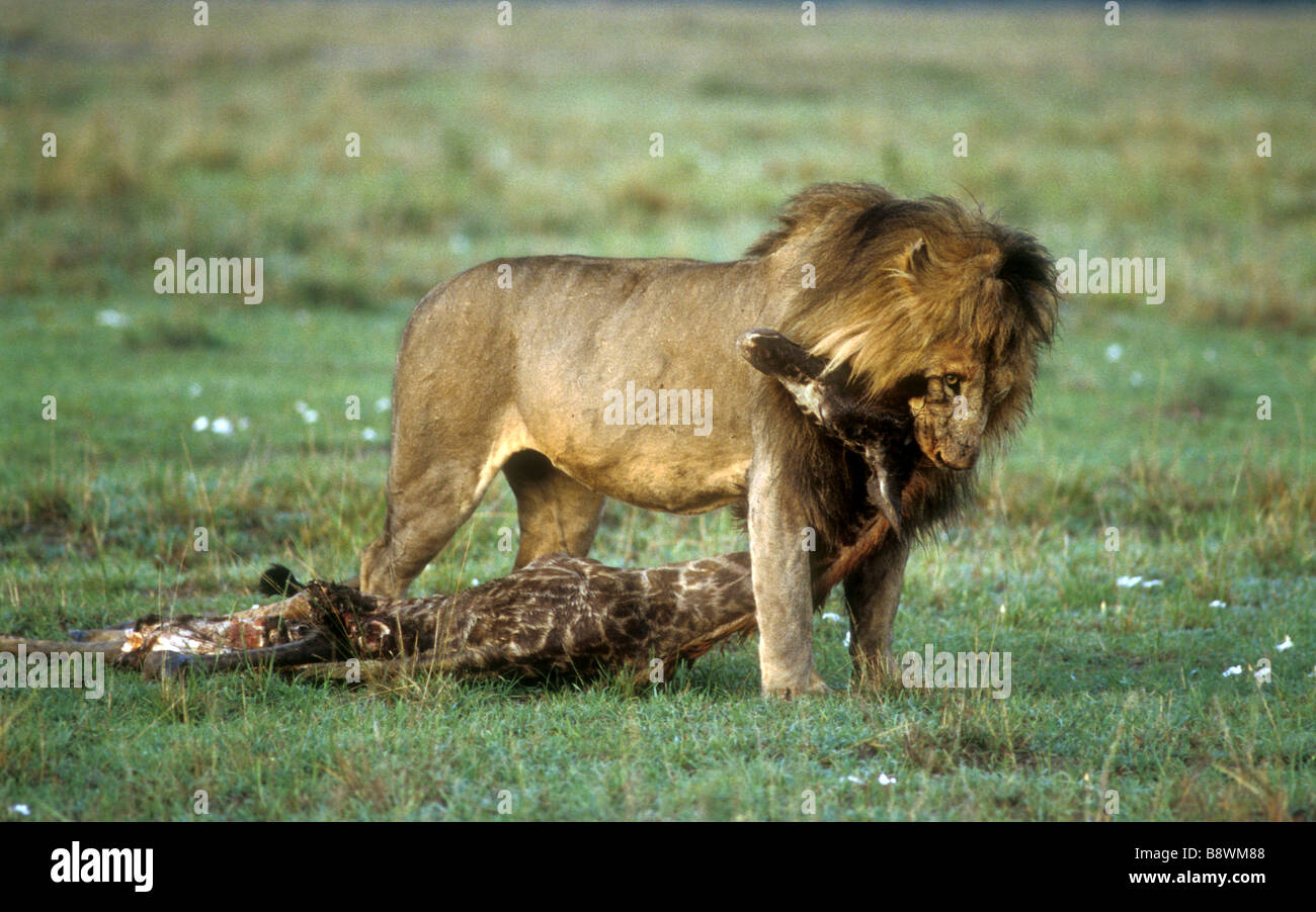 Maschio maturo lion trascinando il appena ucciso la carcassa di un giovane Masai Giraffe Masai Mara riserva nazionale del Kenya Africa orientale Foto Stock