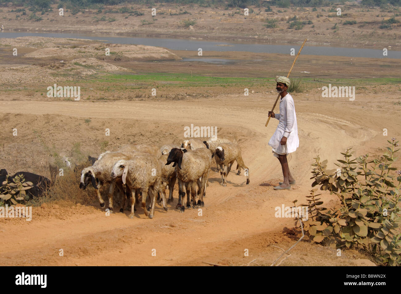 Un shepheard con il suo gregge di ovini su una strada sterrata in Rajasthan, India Foto Stock