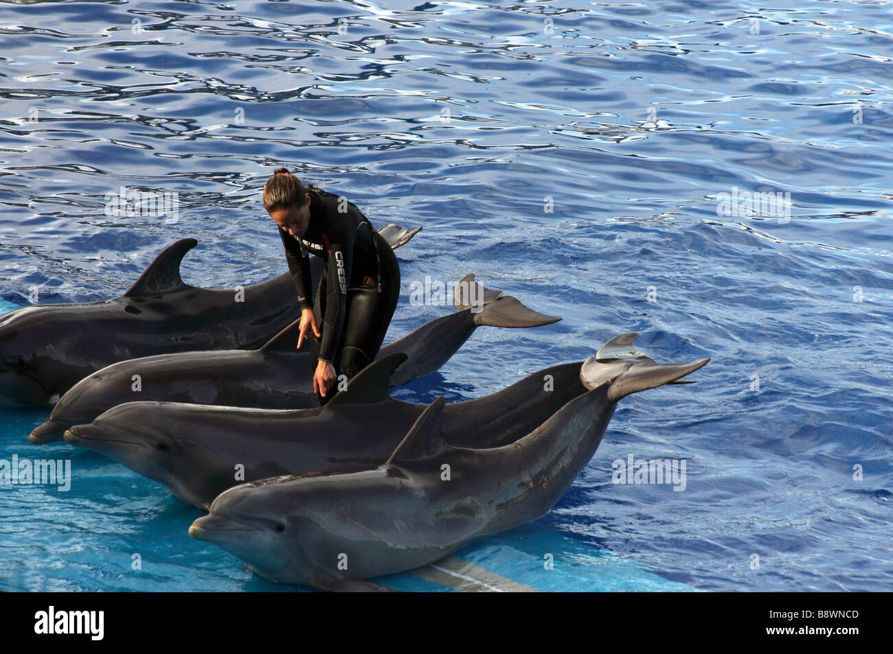 L'Oceanogràfic quattro delfini ,Delfinario Foto Stock