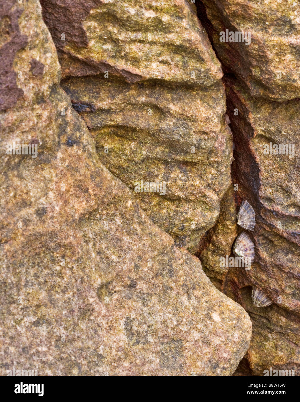 Patelle aggrappati alla pavimentazione di pietra calcarea trovato sulle sponde del 'Wherry' una caletta sul South Tyneside costa, Tyne and Wear Foto Stock