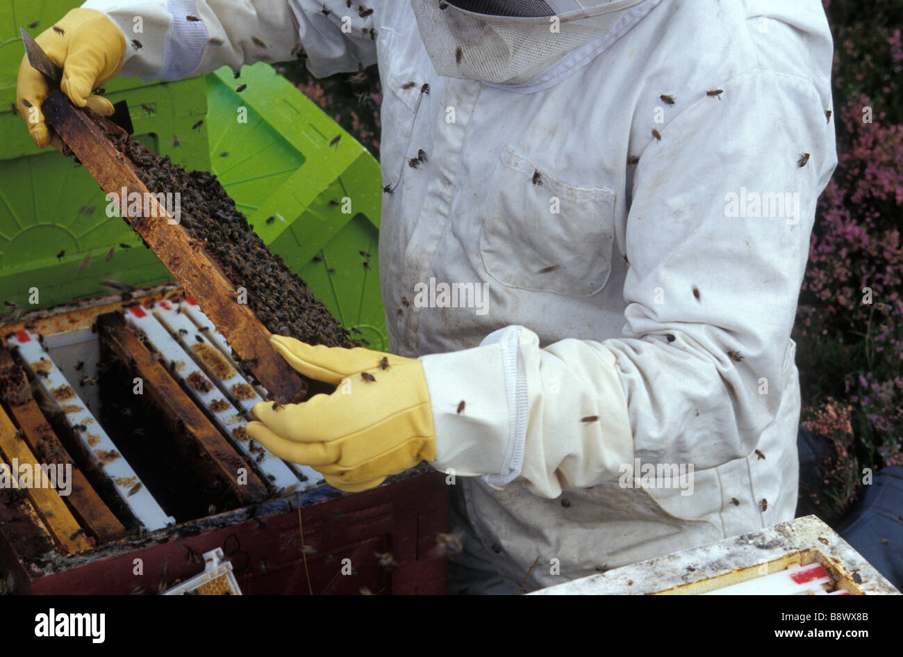 Apicoltore di ispezionare lo stato dei suoi alveari Foto Stock