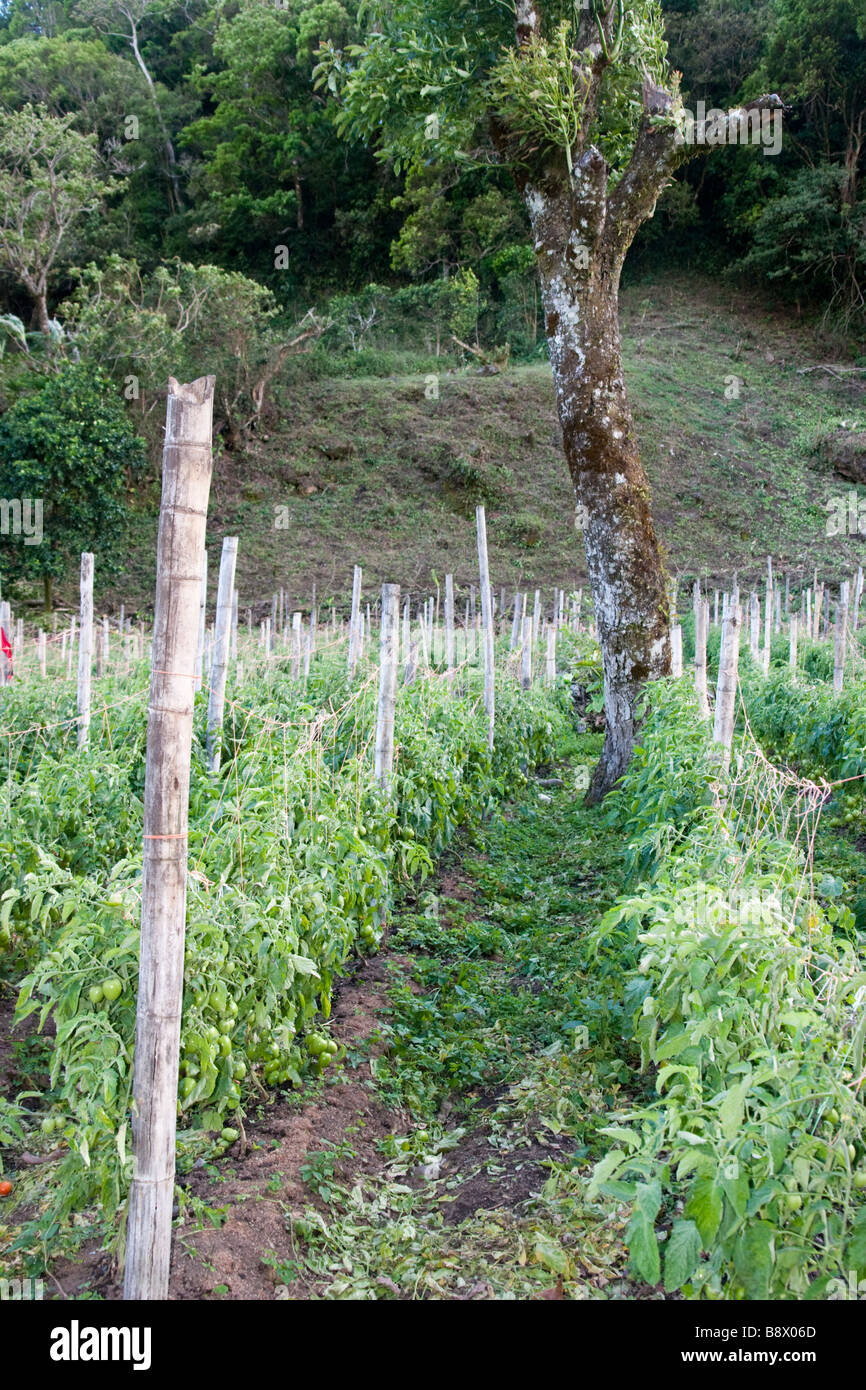 Vitigni di pomodoro. Boquete, provincia di Chiriqui, Repubblica di Panama, America Centrale Foto Stock