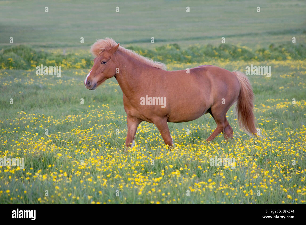 Islandese passeggiate a cavallo in un campo Foto Stock