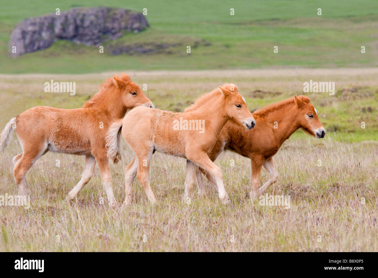 Tre cavalli islandesi colts a camminare in un campo Foto Stock