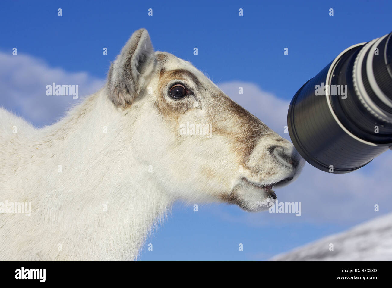 Renne (Rangifer tarandus), mucca indagando la lente Foto Stock