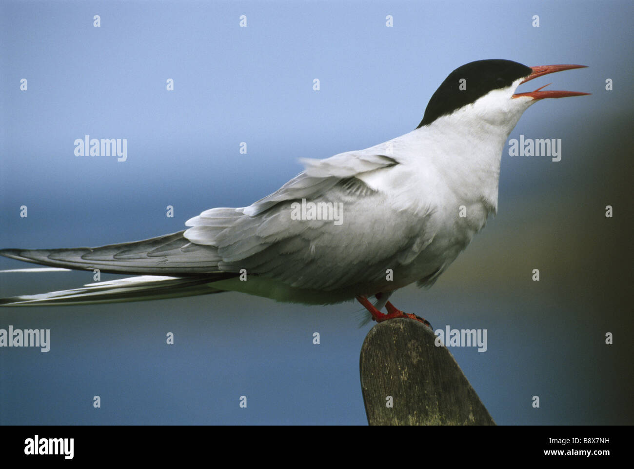 Un lone Tern su una roccia nel farne isole il bird lungo ha indicato le ali e una coda biforcuta Foto Stock