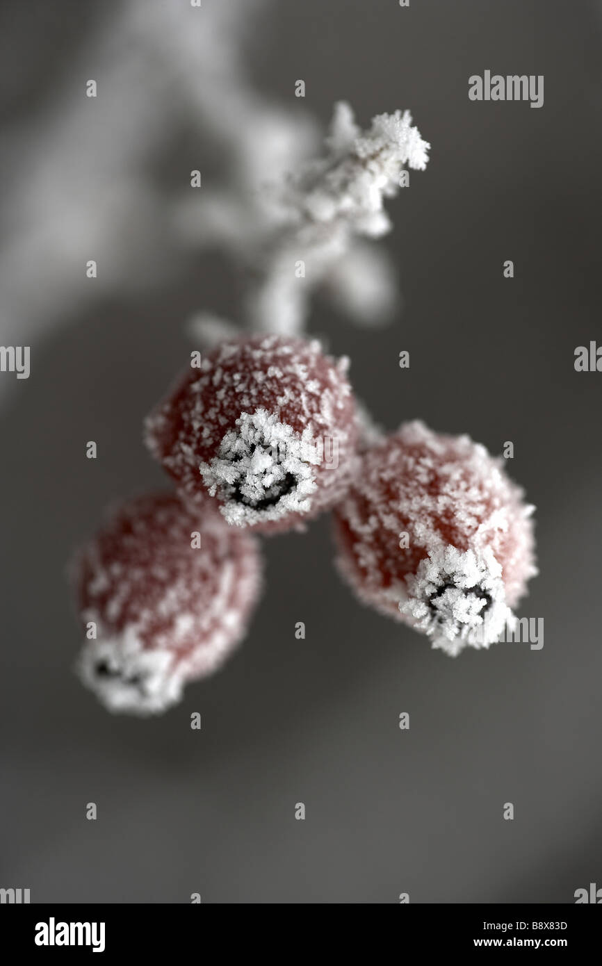Rosso di bacche di biancospino coperto di brina trasformata per forte gradiente Foto Stock
