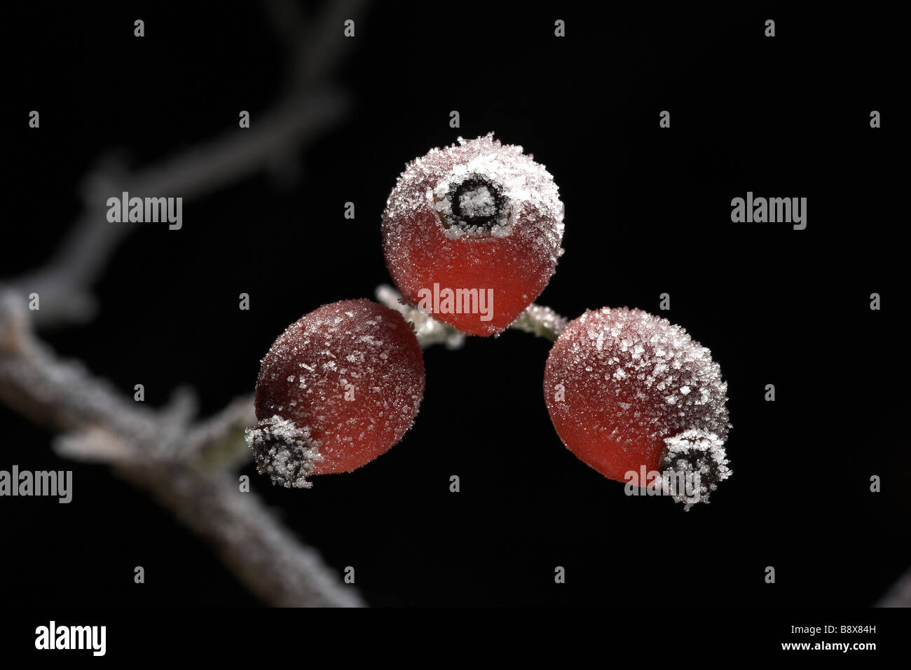 Rosso di bacche di biancospino coperto di brina trasformata per forte gradiente Foto Stock