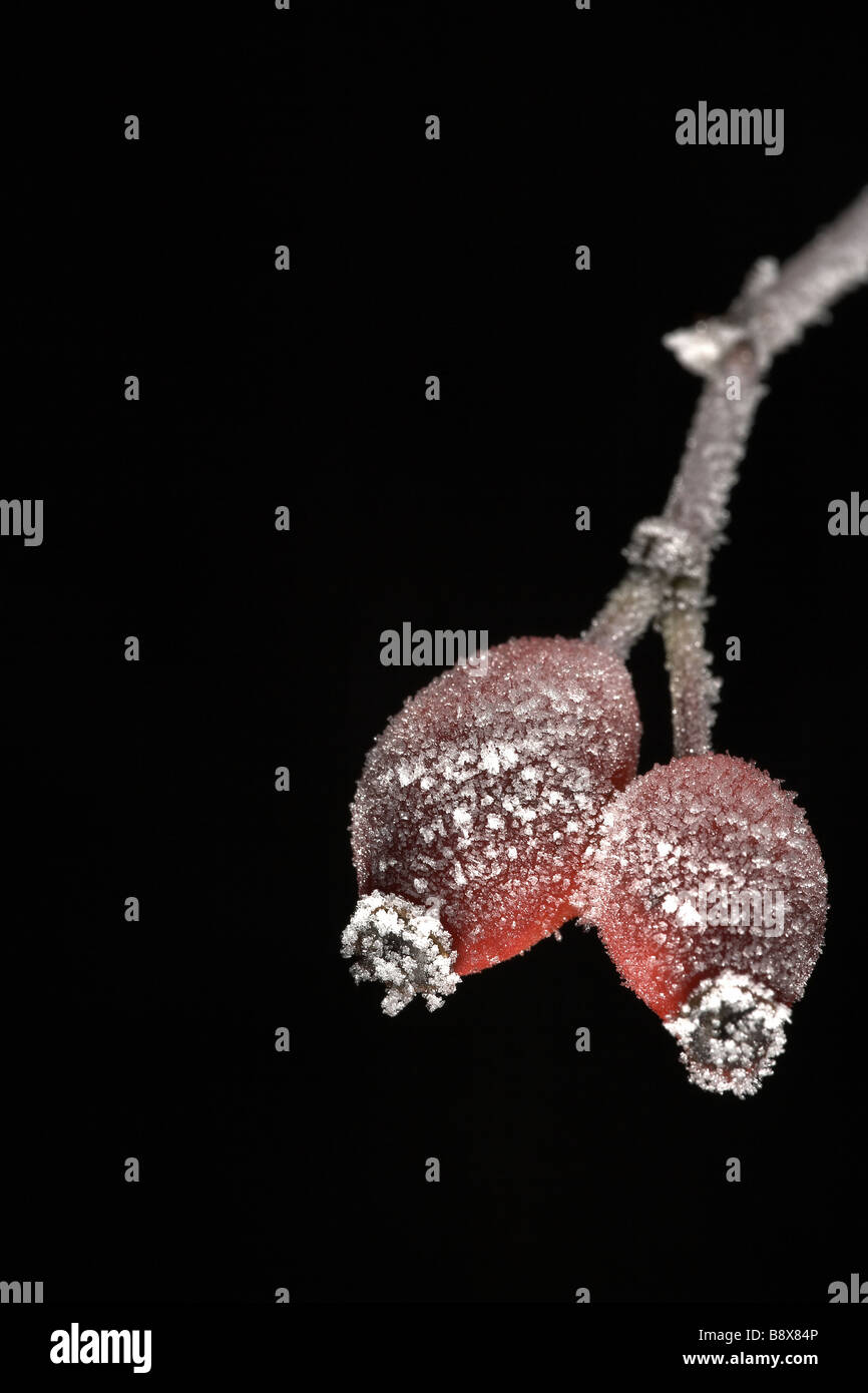 Rosso di bacche di biancospino coperto di brina trasformata per forte gradiente Foto Stock