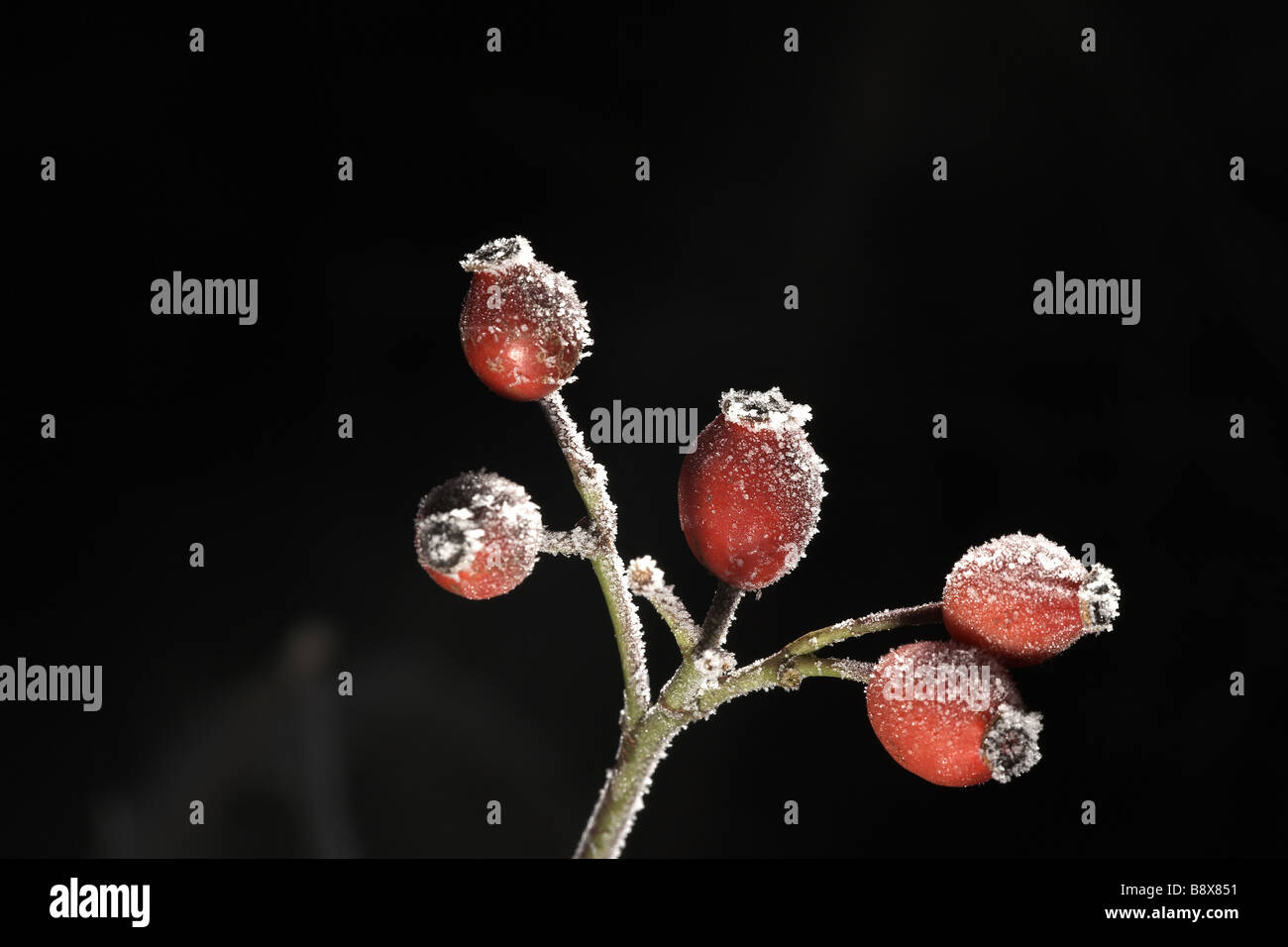 Rosso di bacche di biancospino coperto di brina trasformata per forte gradiente Foto Stock