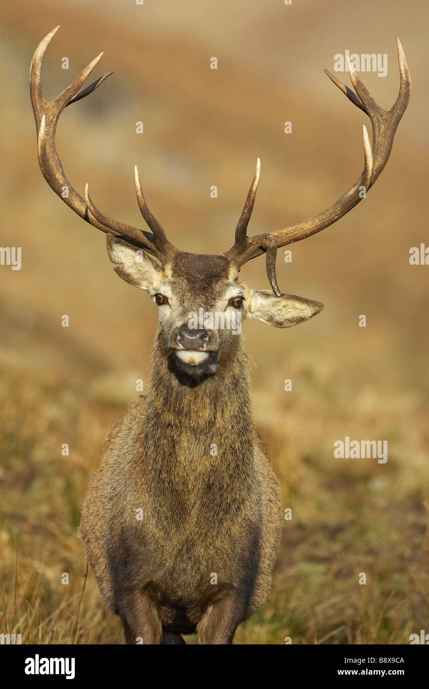 Il cervo (Cervus elaphus), capriolo sulla brughiera, close up verticale mostrante rotto tind punto di corna Foto Stock