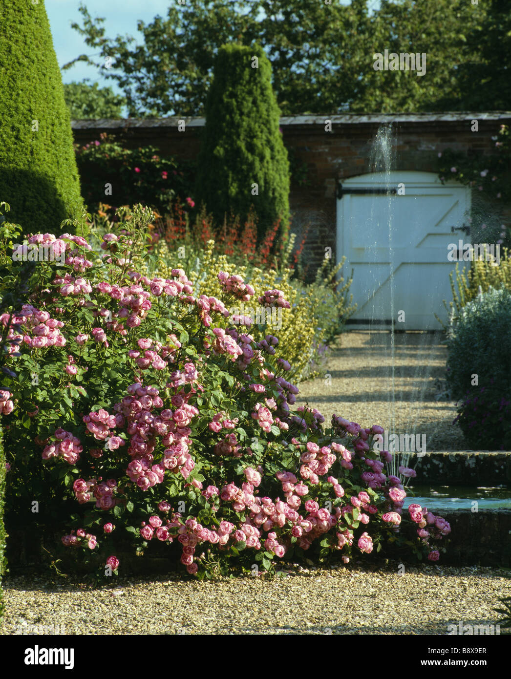 Il Giardino delle Rose a Mottisfont Abbey con la rosa ad arbusto Raubritter in primo piano e una fontana Foto Stock