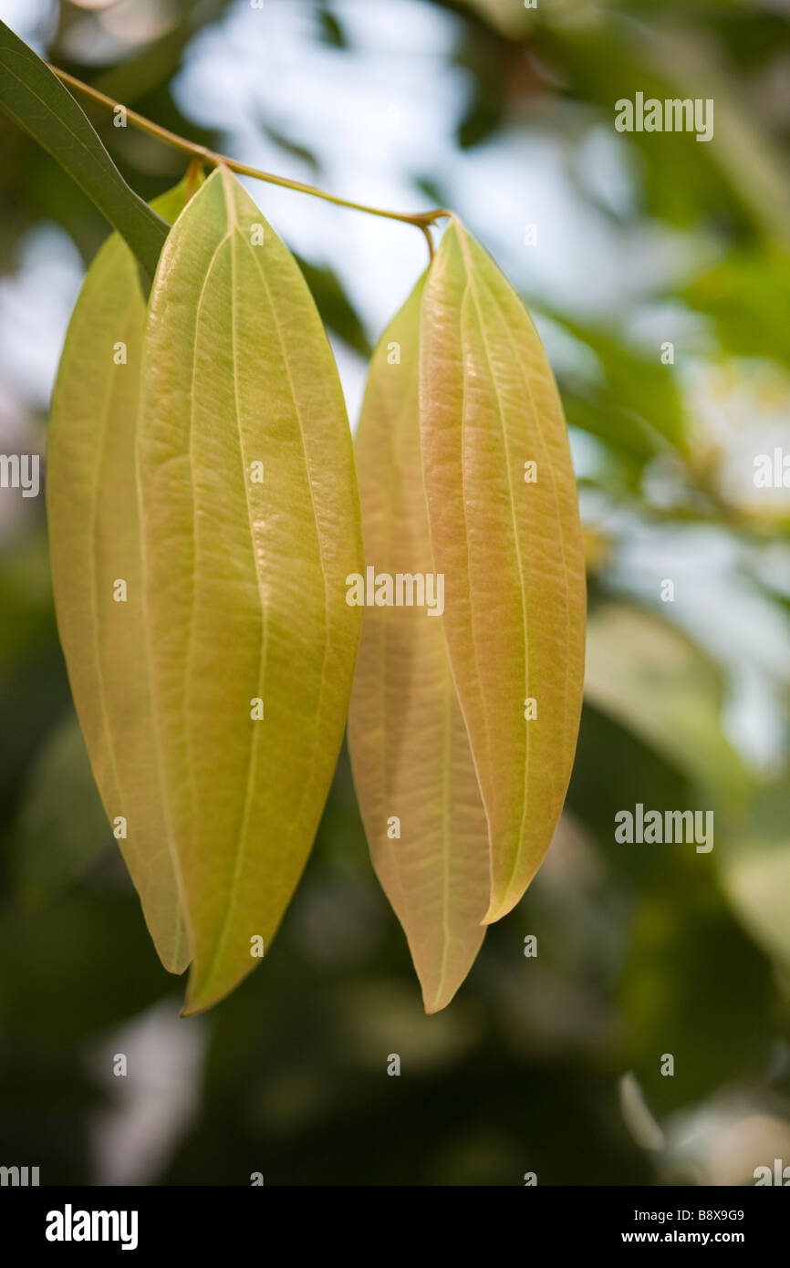 La cannella (Cinnamomum verum) Foto Stock