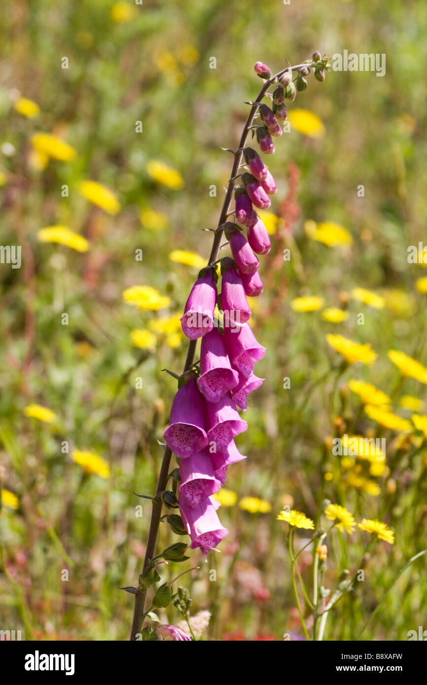 Un singolo foxglove in una giornata di sole con erba e fiori di colore giallo in background Foto Stock
