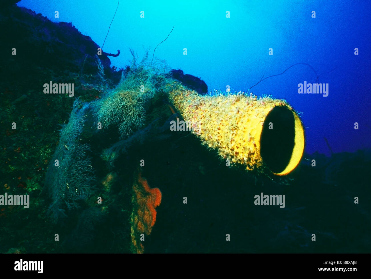 Aplysina fistularis spugna per tubo Foto Stock