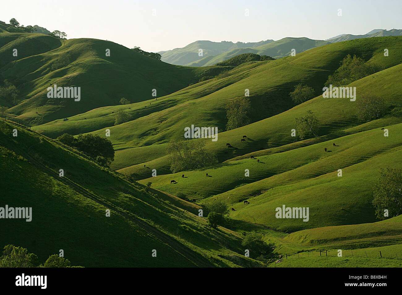 Il pascolo di bestiame sulle colline, Cambria, San Luis Obispo County, California, Stati Uniti d'America Foto Stock