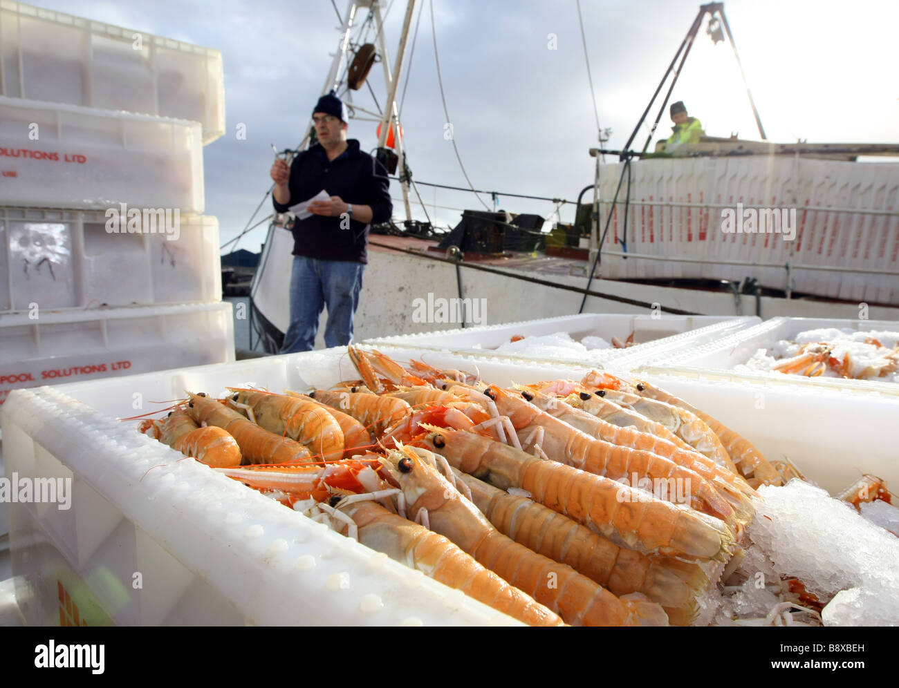 Lo scarico di langoustine da un peschereccio per traino a Peterhead Harbour, Scozia, il più grande pesce bianco porto nel Regno Unito Foto Stock