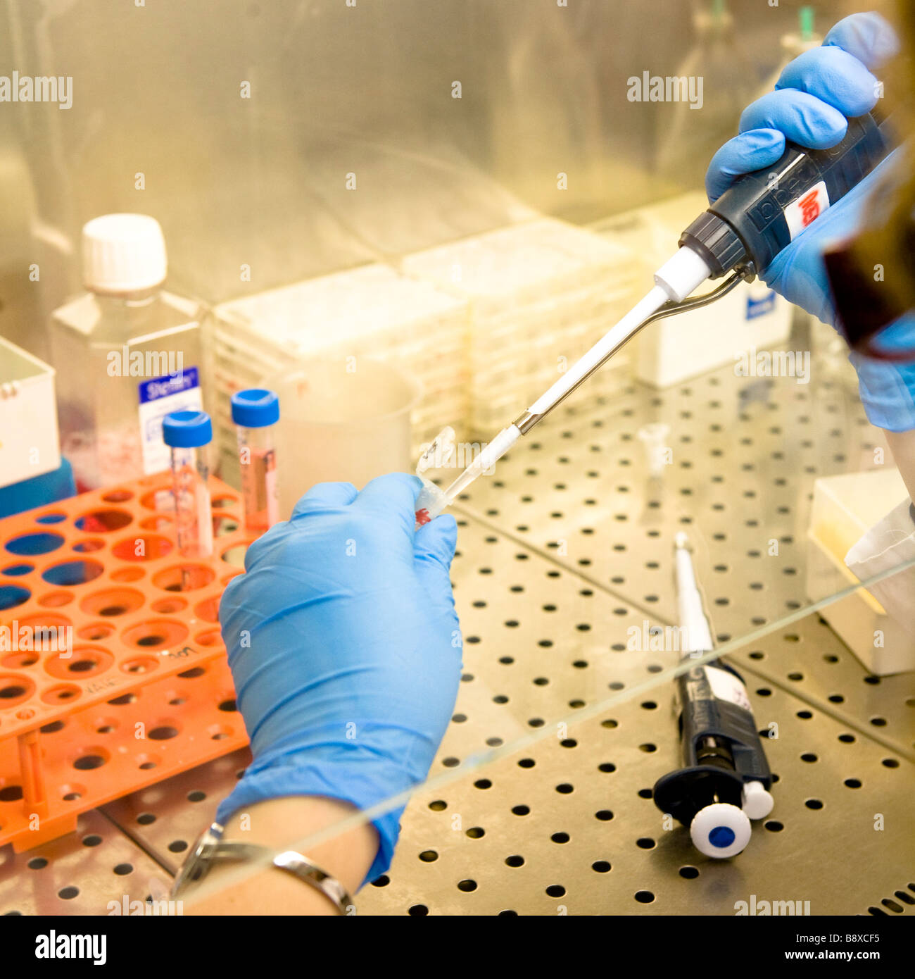Lavorare sotto cappa sterile, Istituto di Ricerche Farmacologiche Mario Negri di Milano, Italia Foto Stock