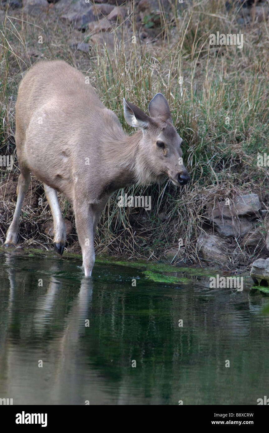 Una femmina di Sambar Deer Cervus unicolor stepping in piscina nel parco nazionale di Ranthambore India Foto Stock