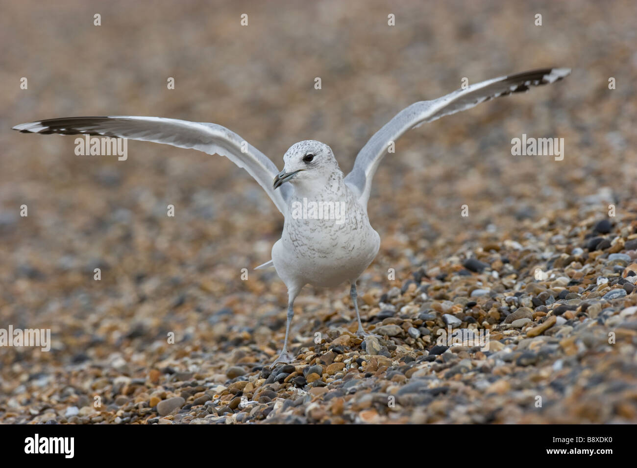 Gabbiano comune Larus canus permanente sulla spiaggia di ciottoli con alette aperte, Norfolk, Inghilterra. Foto Stock