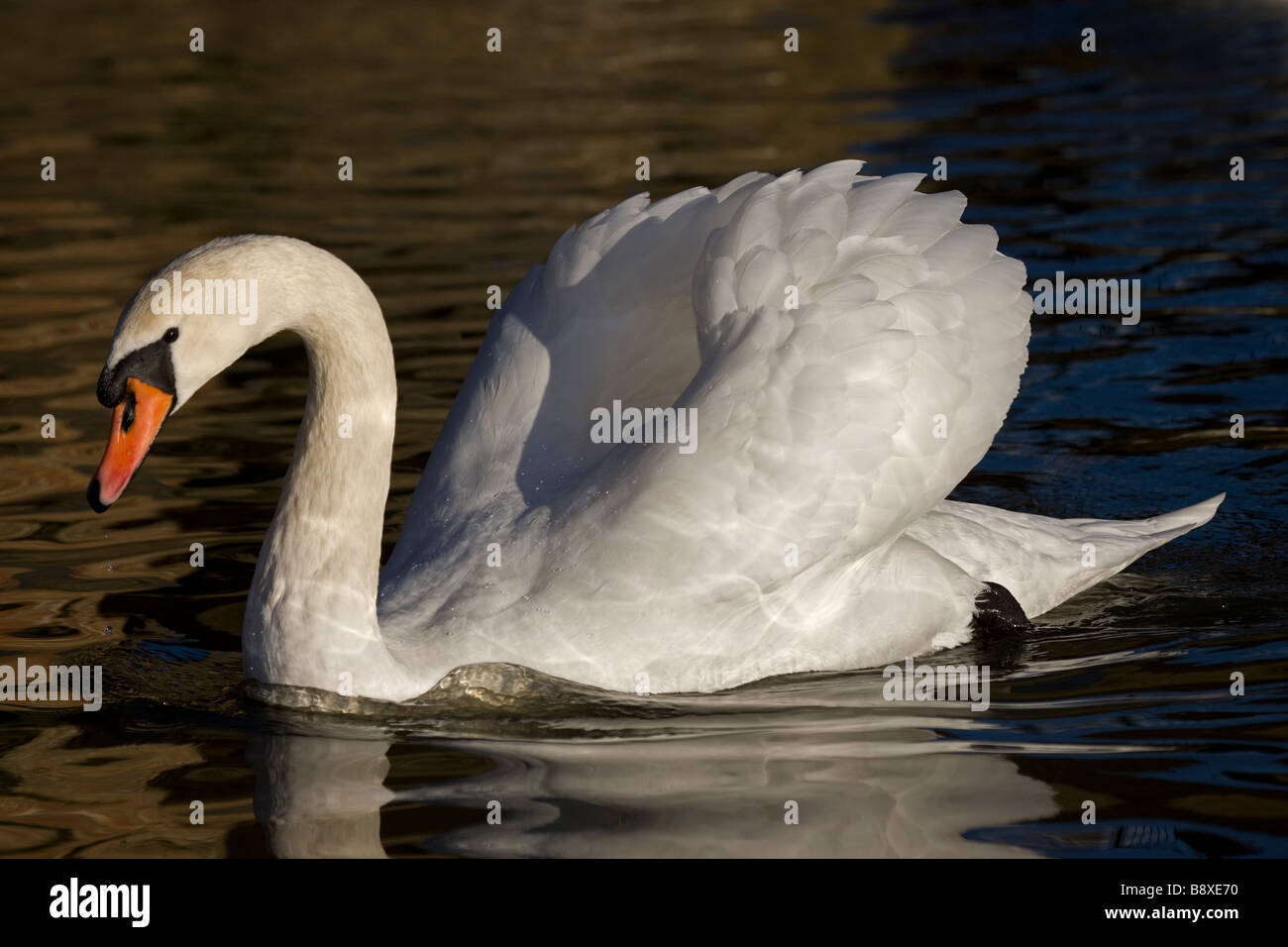 Cigno (Cygnus olor) UK - Mostra musicista di strada display Foto Stock