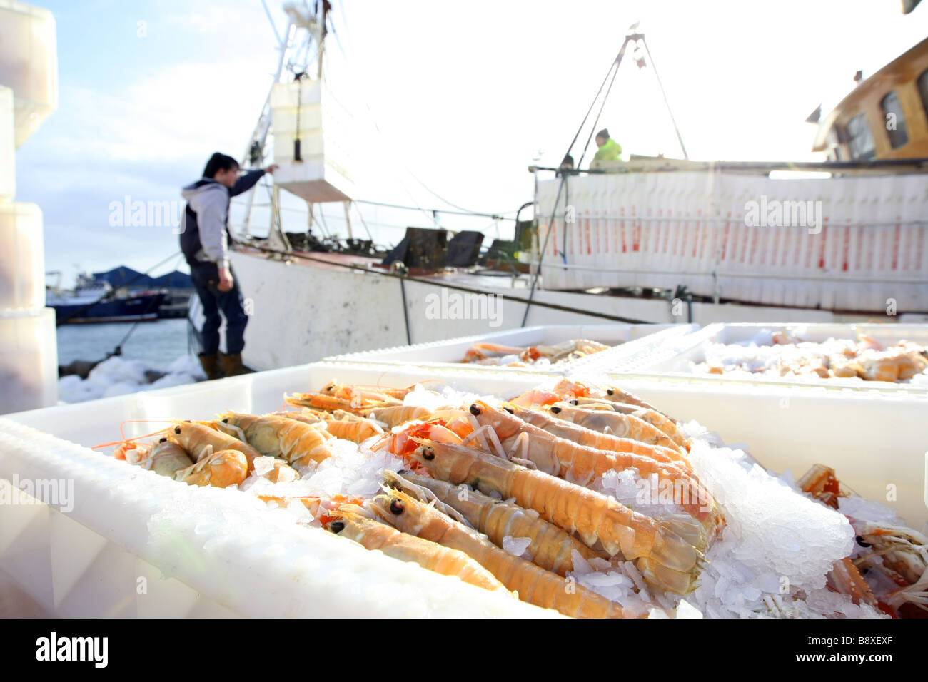 Lo scarico di langoustine da un peschereccio per traino a Peterhead Harbour, Scozia, il più grande pesce bianco porto nel Regno Unito Foto Stock