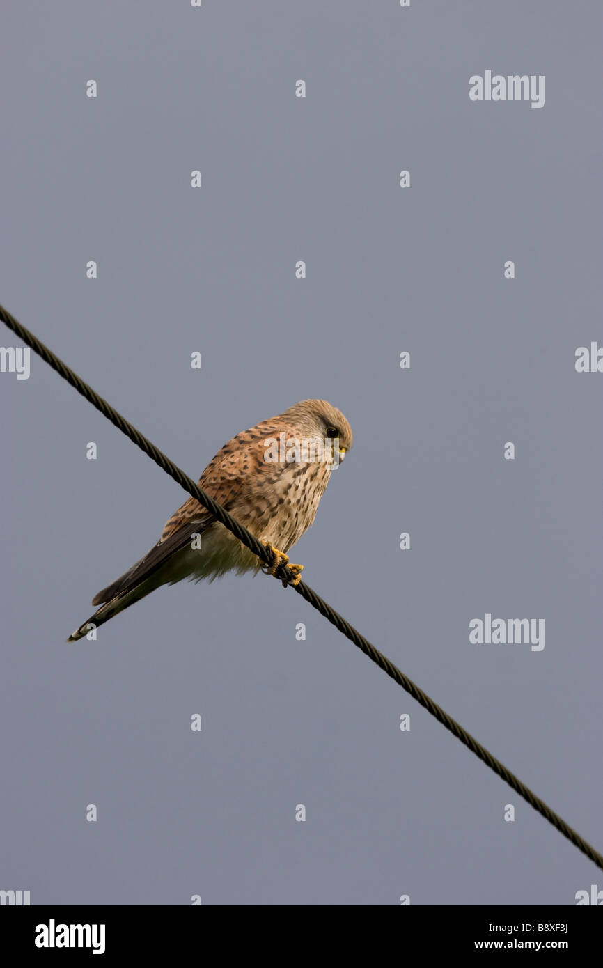 Femmina di Gheppio Falco tinnunculus seduti sul filo telefonico, Staffordshire, Inghilterra. Foto Stock
