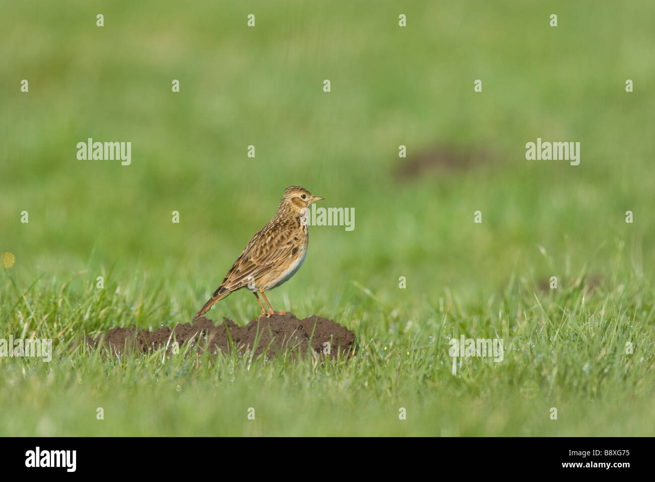 Allodola Alauda arvense seduti sulla cima della collina di mole in campo erboso, Bowness-on-Solway, Cumbria, Inghilterra. Foto Stock