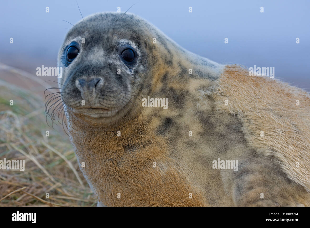 Guarnizione grigio (Halichoerus grypus) Pup ritratto - Mostra muta di bianco crema baby fur - REGNO UNITO Foto Stock