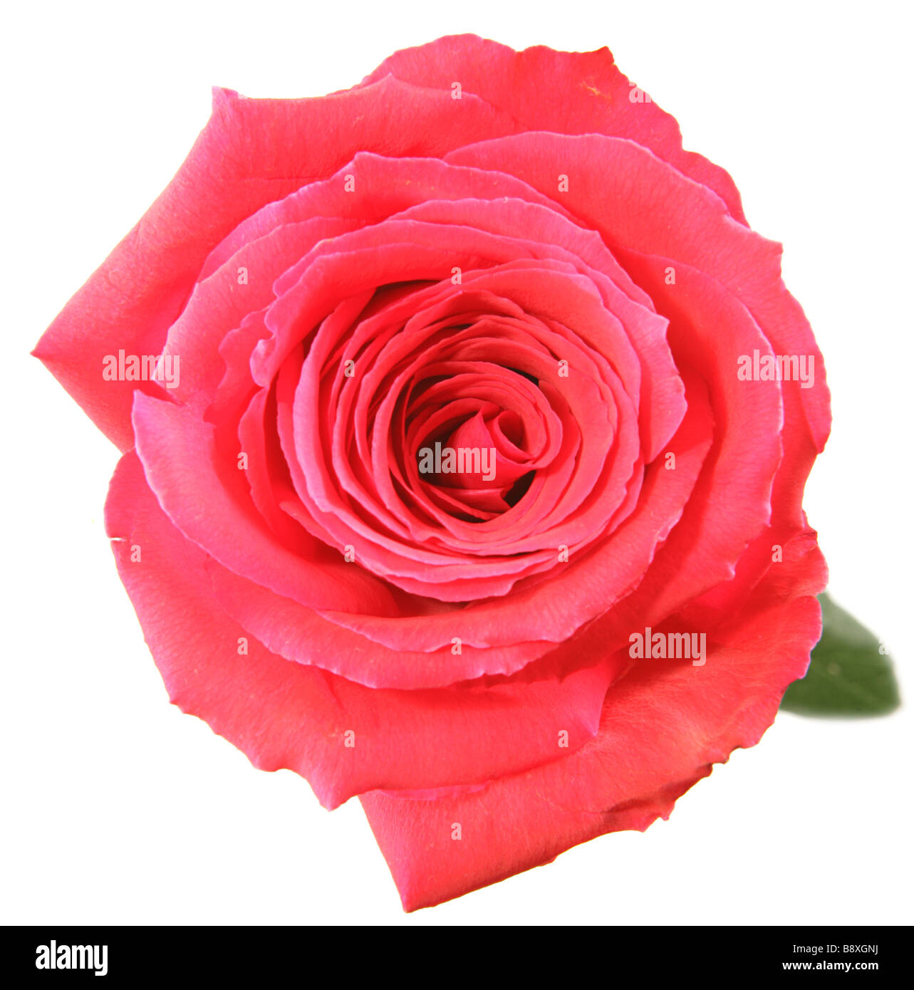 Dritto closeup cercando una rosa rossa isolato su bianco Foto Stock