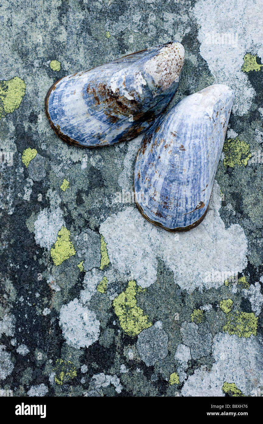 Guscio di colore blu (Mytilus edulis) e licheni, su di una roccia, Svezia Foto Stock