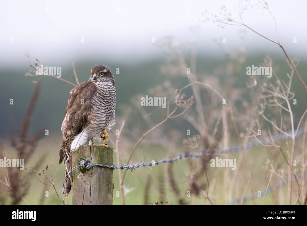 Sparviero Accipter nisus seduto sul palo da recinzione con terreni agricoli in background, Staffordshire, Inghilterra. Foto Stock