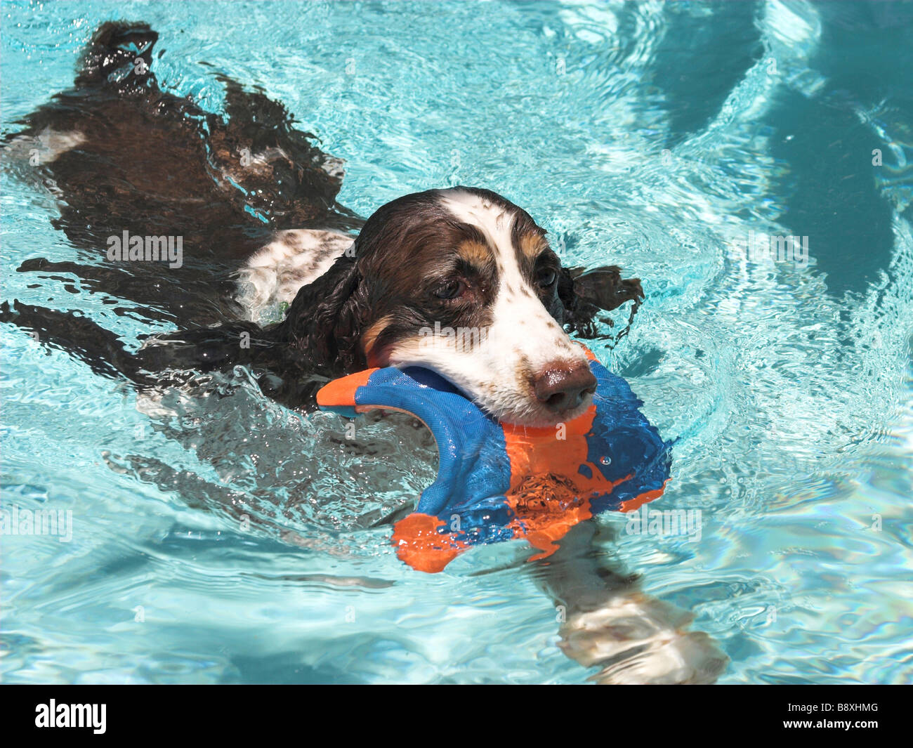 Una springer spaniel nuoto in piscina Foto Stock