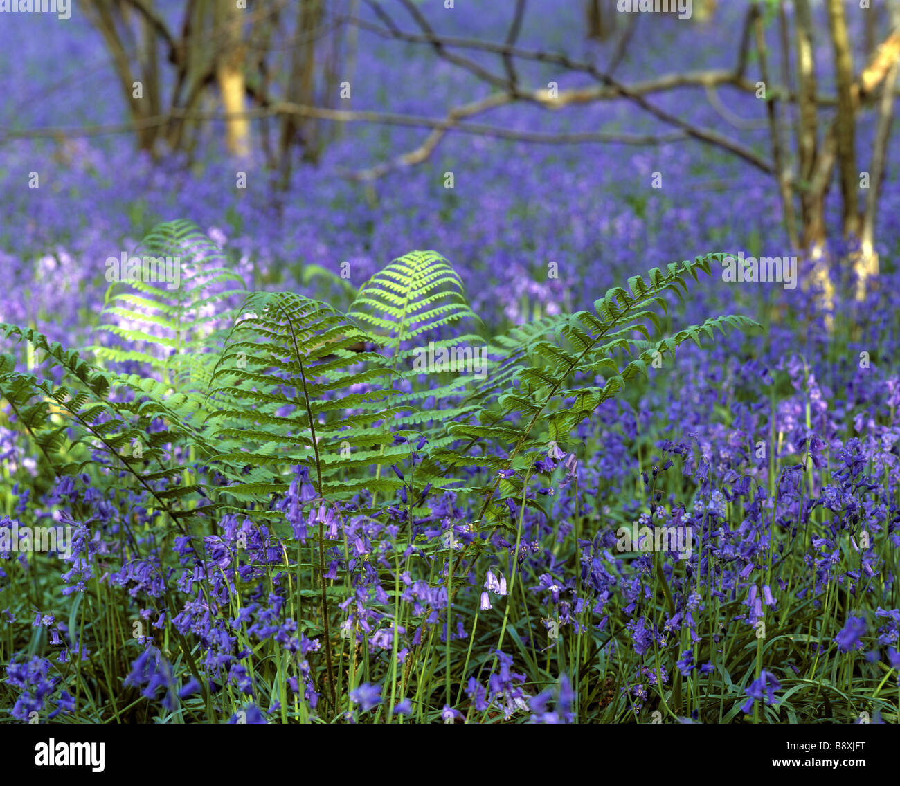 Hatchlands Foto Stock