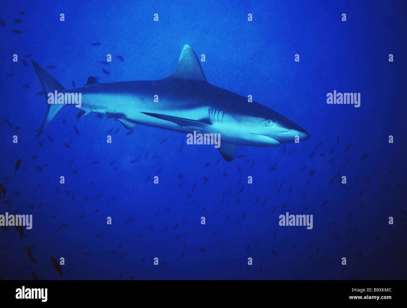 Un grey reef shark Carcharinhus amblyrhinchus trovati a Marianne island, Seicelle. Foto Stock