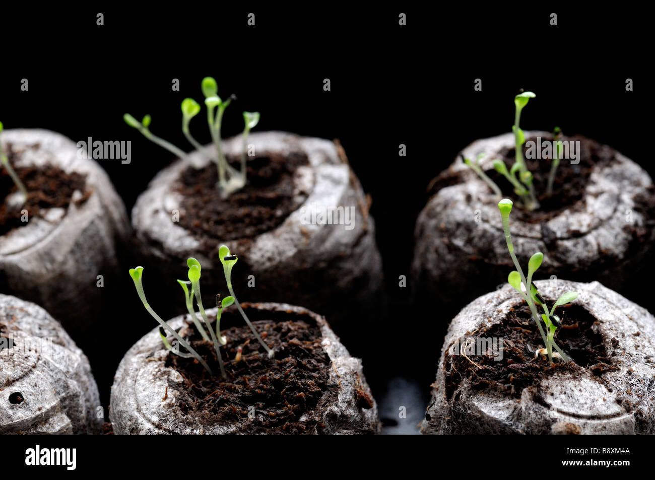 Piantine germoglio germinazione in compost sfondo nero Foto Stock