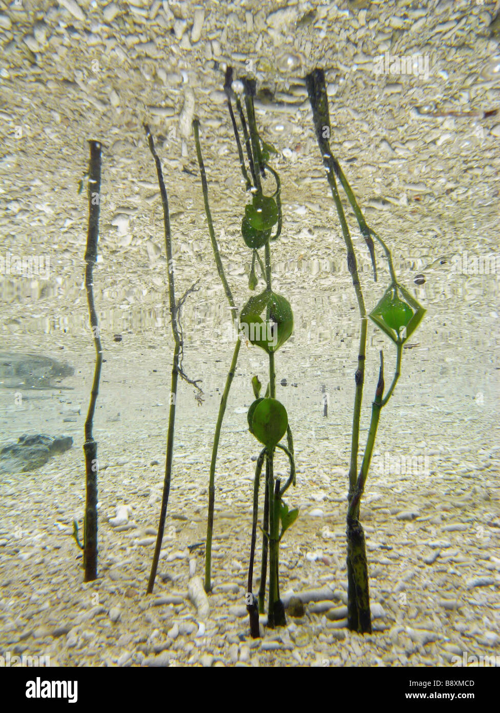 Giovane mangrove alberelli (Avicennia marina) germinazione in acque poco profonde, Great Barrier Reef Marine Park, Queensland, Australia Foto Stock