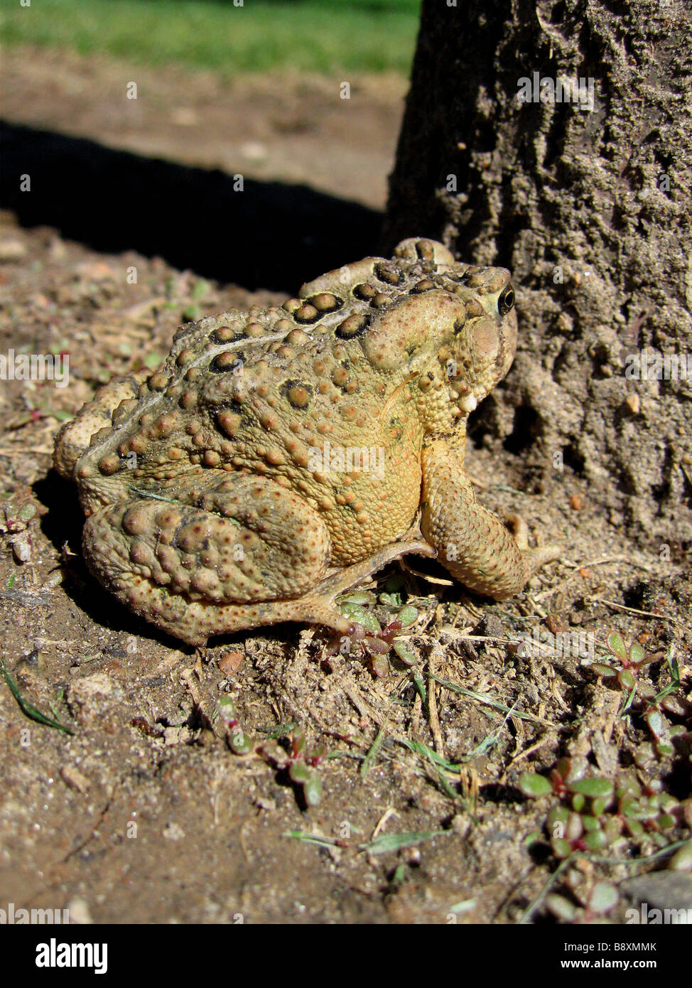 Una vista laterale di un comune Fowlers toad Bufo americanus in Toronto parco municipale Foto Stock