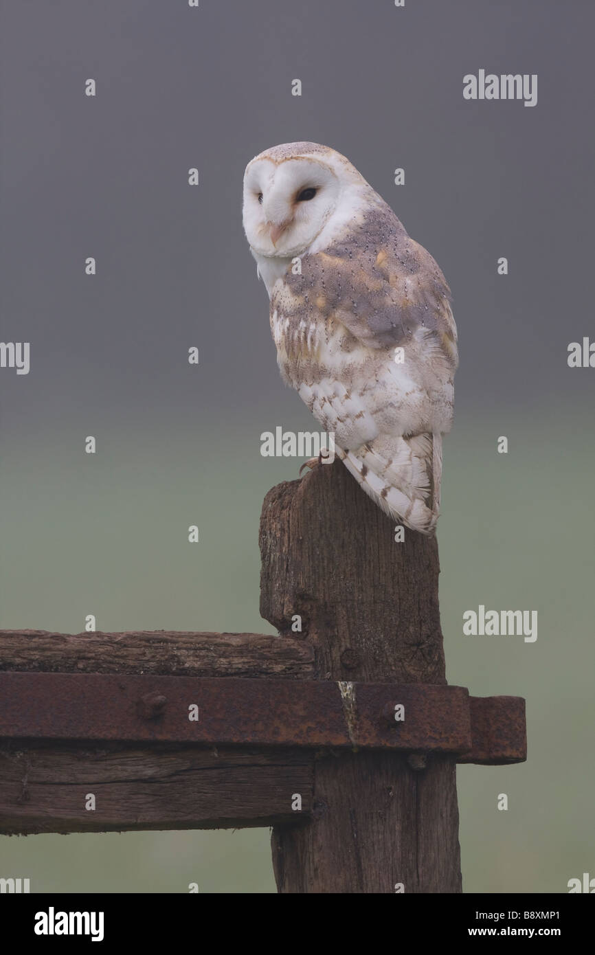 Unico barbagianni Tyto alba seduto sulla porta post in campo con sfondo velato, Worcestershire, Inghilterra. Foto Stock