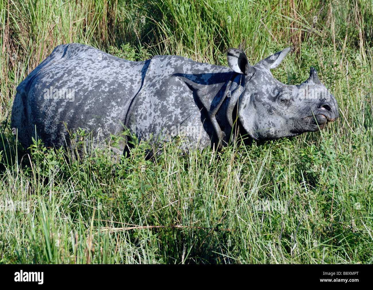 Indian One-cornuto rinoceronte (Rhinoceros unicornis) Foto Stock