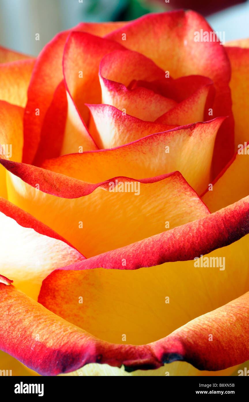 Giallo e arancione sfumature di tonalità colore colore colorata colorata rose closeup close up Foto Stock