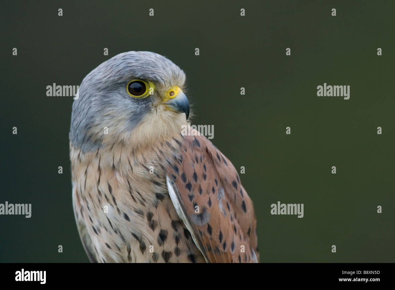 Chiusura del Gheppio Falco tinnunculus testa e spalle, Worcestershire, Inghilterra. Foto Stock